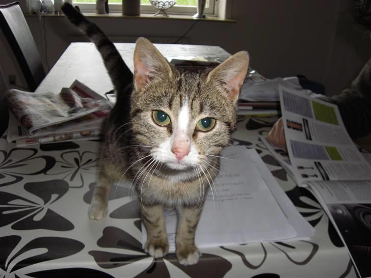 Huskat Lille mis Bor på Fyn nu . billede 3