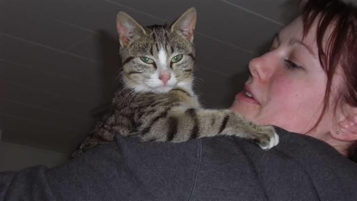 Huskat Lille mis Bor på Fyn nu . billede 4