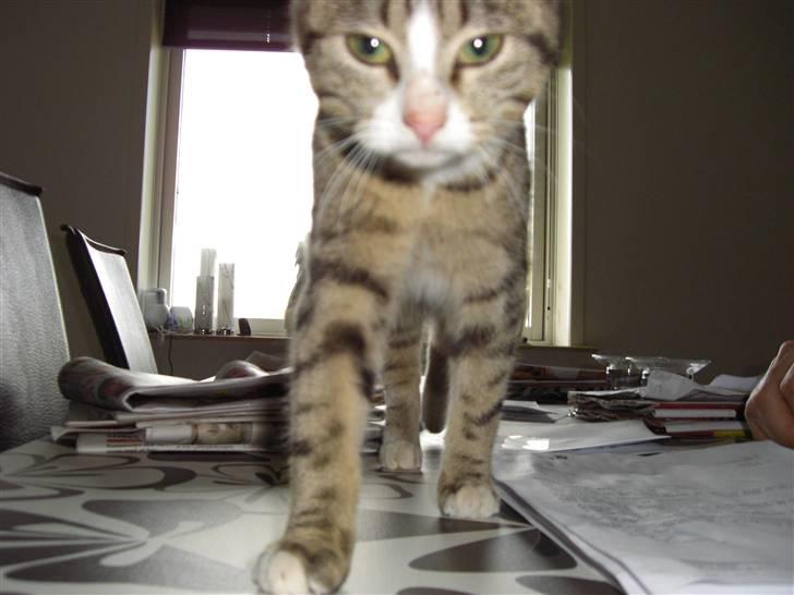 Huskat Lille mis Bor på Fyn nu . billede 6