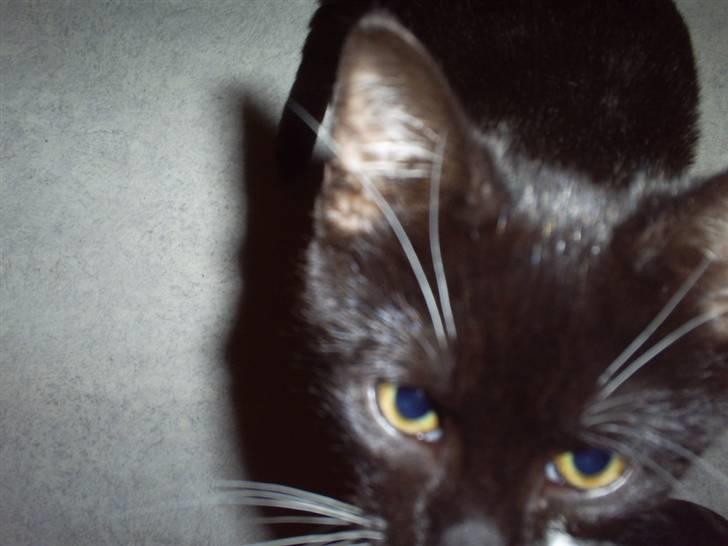 Huskat Felixis - hva er det der..?? :O billede 1