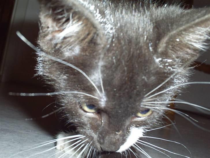 Huskat Felixis - nam nam.. mad.. billede 2