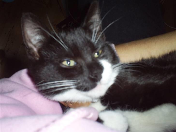 Huskat Felixis - putte putte... billede 3