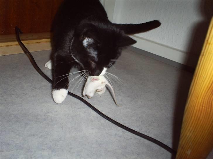 Huskat Felixis - vi "fanger" mus.. billede 4