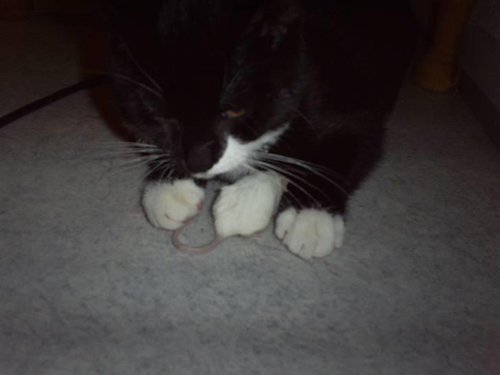 Huskat Felixis - vi "fanger" mus.. billede 5