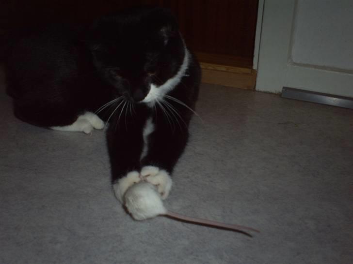 Huskat Felixis - vi "fanger" mus.. billede 6