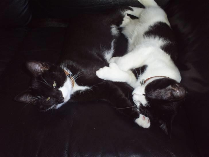 Huskat Felixis - min kæreste Naja til højre og mig til venstre... billede 7