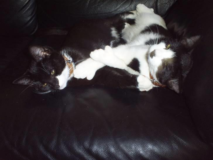 Huskat Felixis - min kæreste Naja til højre og mig til venstre... billede 8