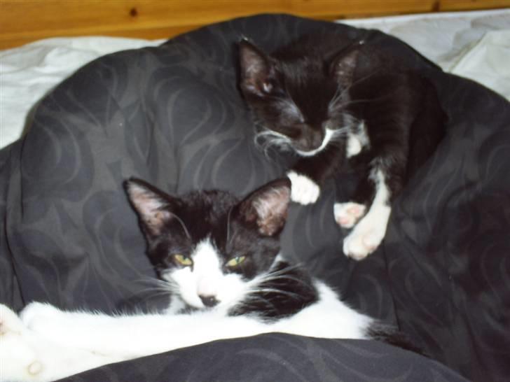 Huskat Felixis - min kæreste Naja nederst og mig øverst... billede 9