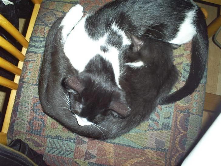 Huskat Felixis - min kæreste Naja til venste og mig til højre... billede 10