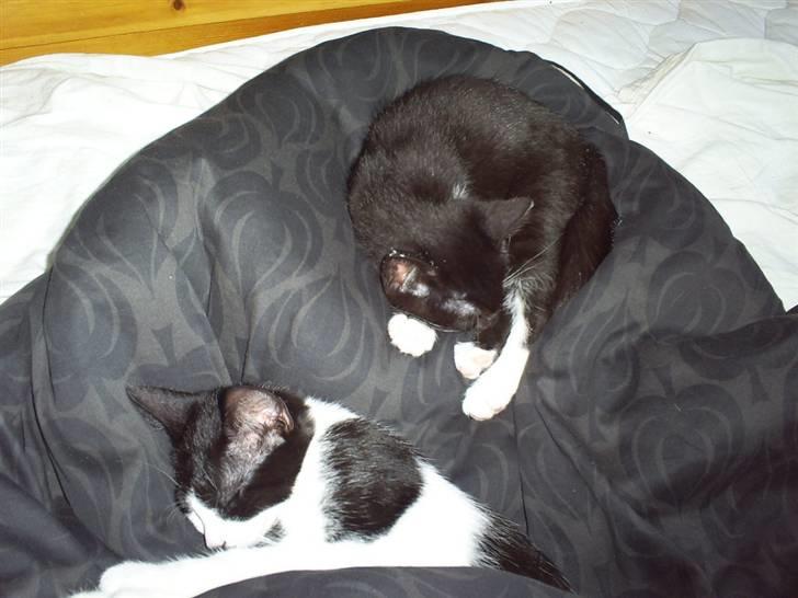 Huskat Felixis - min kæreste Naja nederst og mig øverst... billede 11