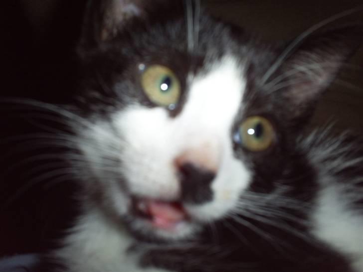 Huskat Naja - dier.. billede 10