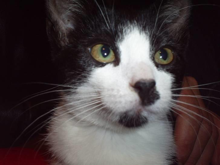 Huskat Naja - dier.. billede 11