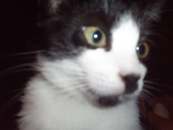 Huskat Naja - dier.. billede 12