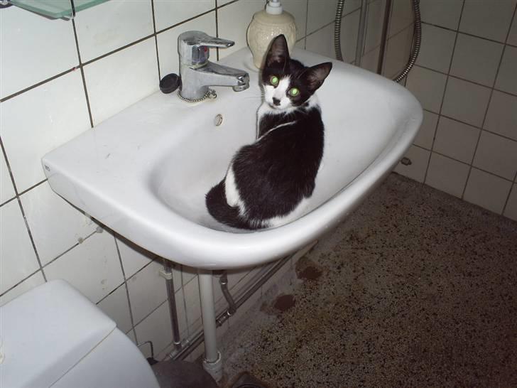 Huskat Naja - leger i håndvasken på badværelset... billede 13