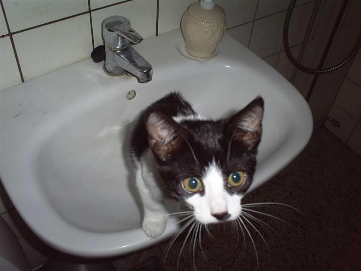 Huskat Naja - leger i håndvasken på badværelset... billede 14