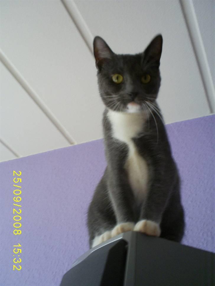 Huskat Keeno - Jeg har fundet vej til min katte trone ;)  billede 1