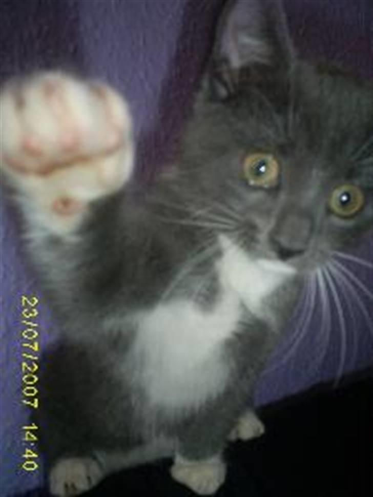 Huskat Keeno - Vinker til kameraret...  billede 2