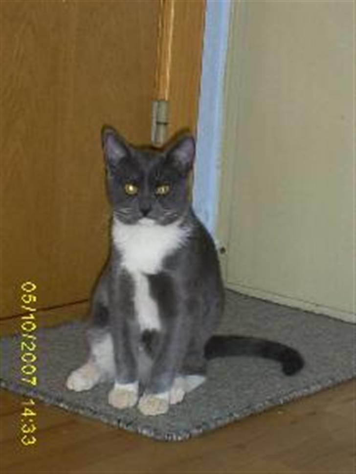 Huskat Keeno - Holder lige vagt...  billede 3