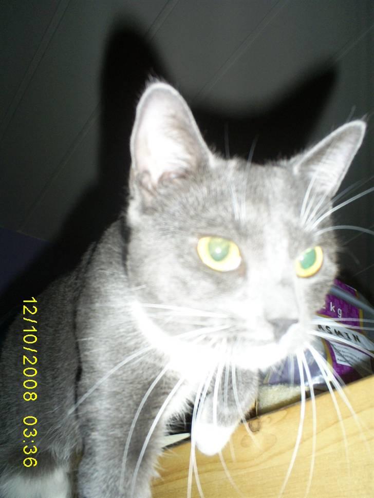 Huskat Keeno - På jagt efter sin egen skygge...  billede 4