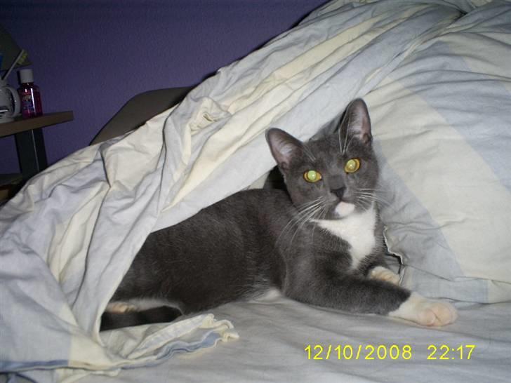 Huskat Keeno - Ligger lige og flader den...  billede 5