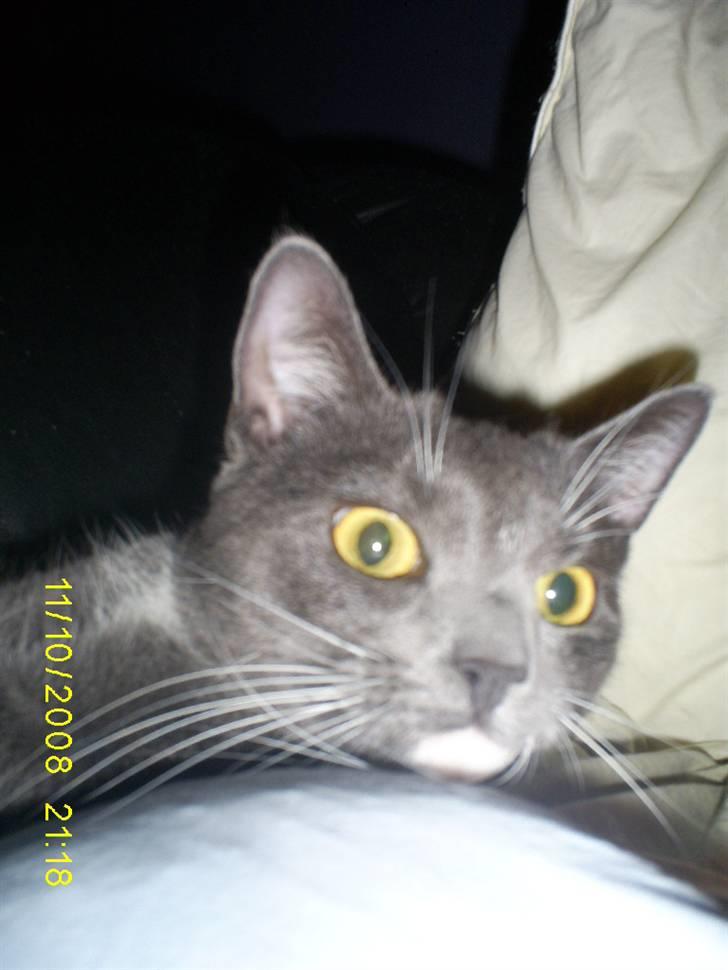 Huskat Keeno - Ligger og slapper af...  billede 6