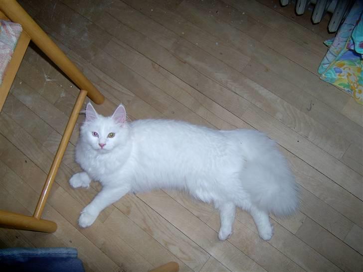 Maine Coon Tinka - Hej jeg hedder Tinka billede 1