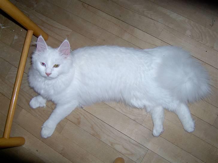 Maine Coon Tinka - Næsten 7 mdr. billede 2