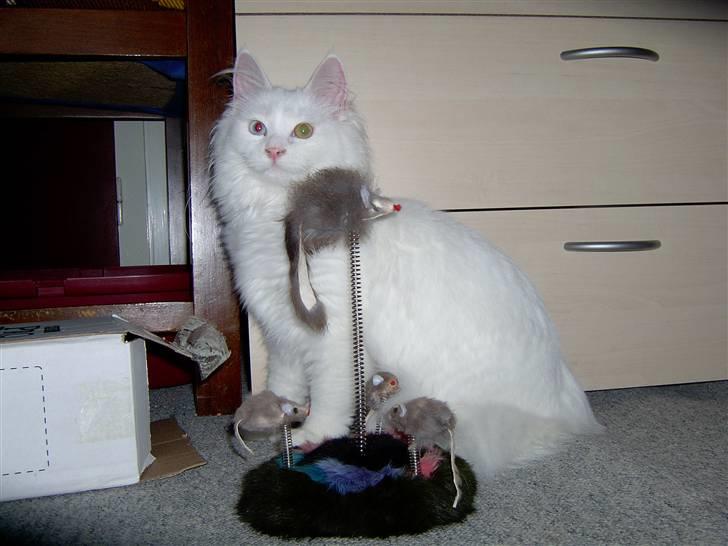 Maine Coon Tinka - Tjekker lige om de nye plejebørn er OK billede 3