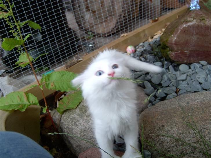 Maine Coon Tinka - Elsker at være ude billede 5