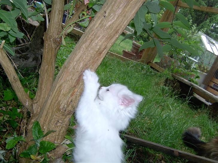 Maine Coon Tinka - Mon dette træ fører til friheden billede 6