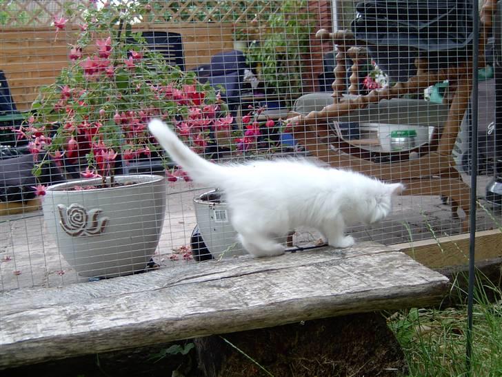 Maine Coon Tinka billede 7