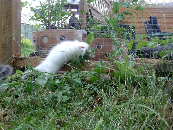 Maine Coon Tinka - Mon jeg kan komme igennem her billede 8