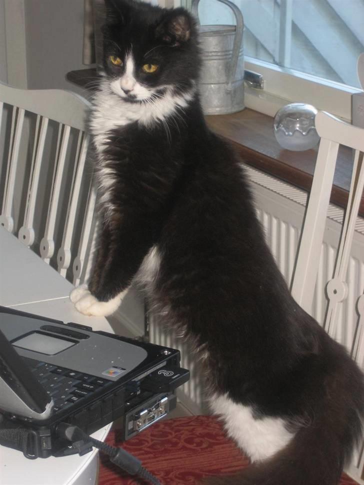 Maine Coon Honey billede 1