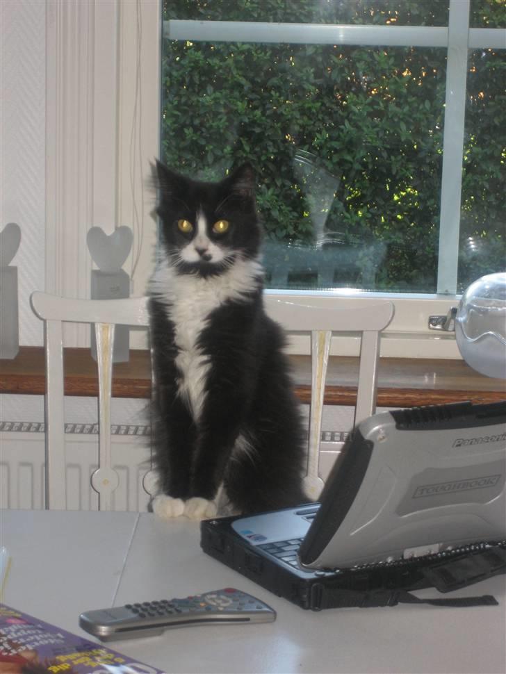 Maine Coon Honey billede 2