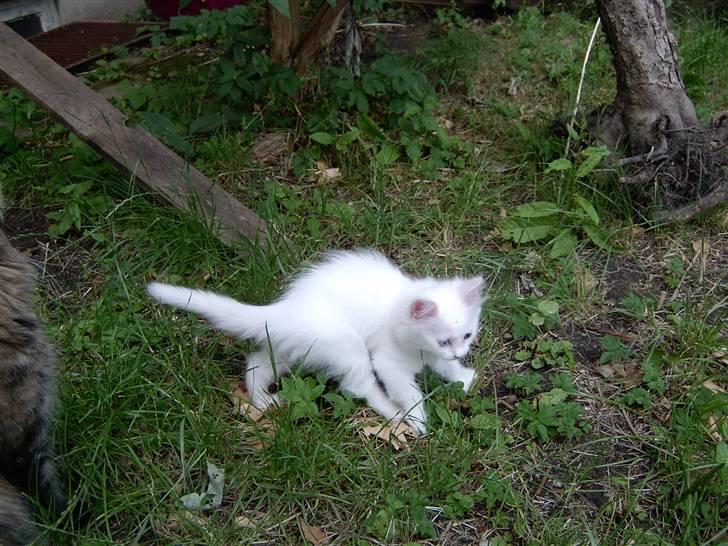 Maine Coon Tinka billede 9