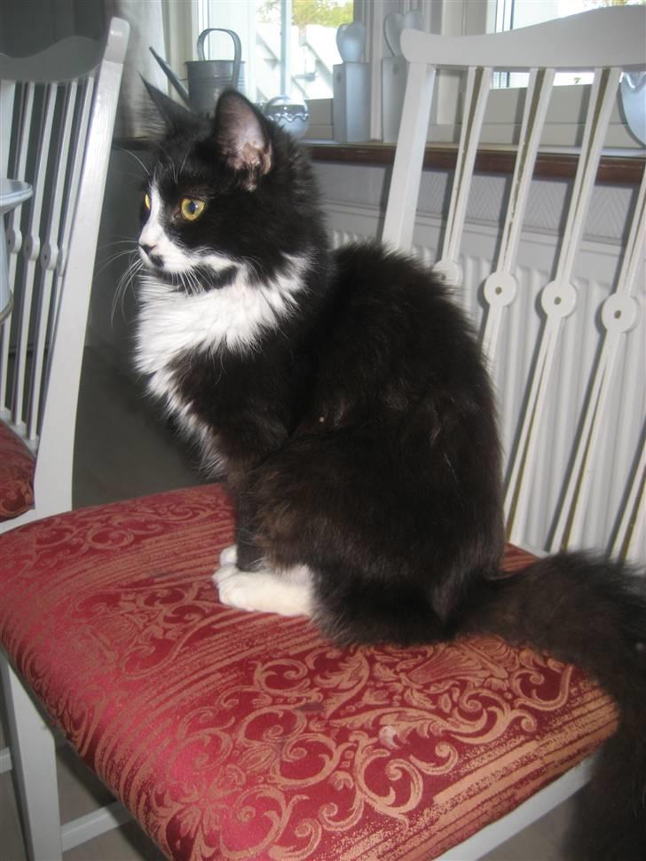 Maine Coon Honey billede 3