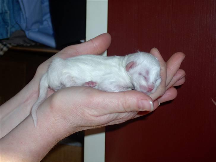 Maine Coon Tinka - Kun 2 dage gammel billede 10