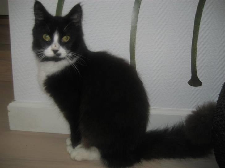 Maine Coon Honey billede 4