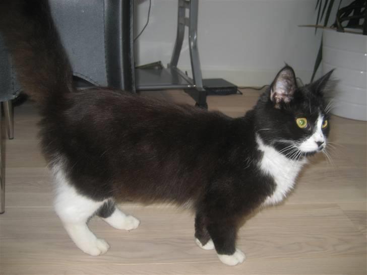 Maine Coon Honey billede 5