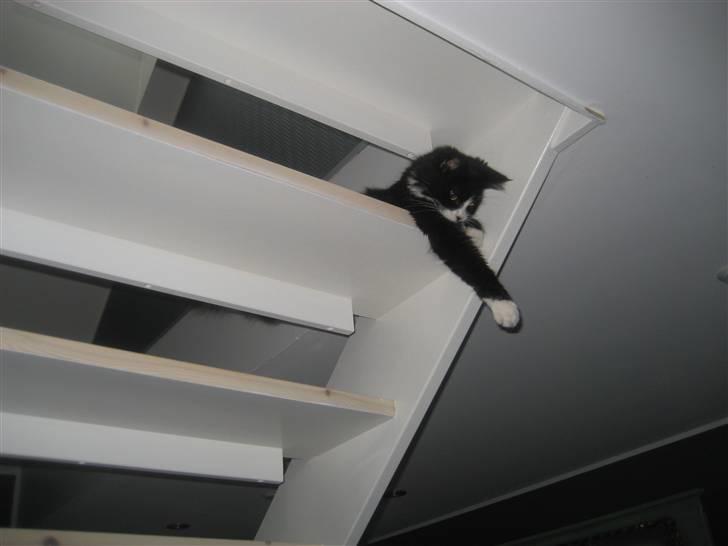 Maine Coon Honey billede 6