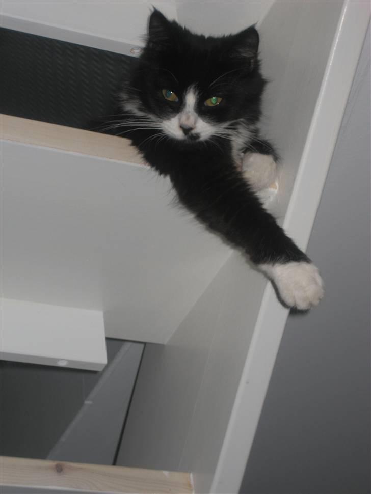 Maine Coon Honey billede 7