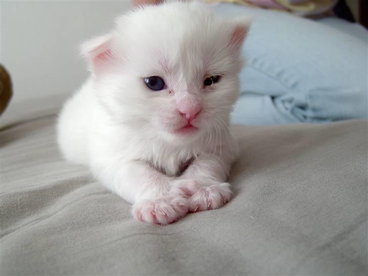 Maine Coon Tinka - 3 uger gammel billede 11