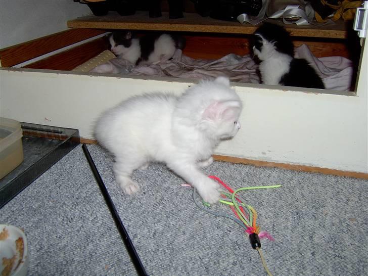 Maine Coon Tinka - 1 mdr. gammel billede 12