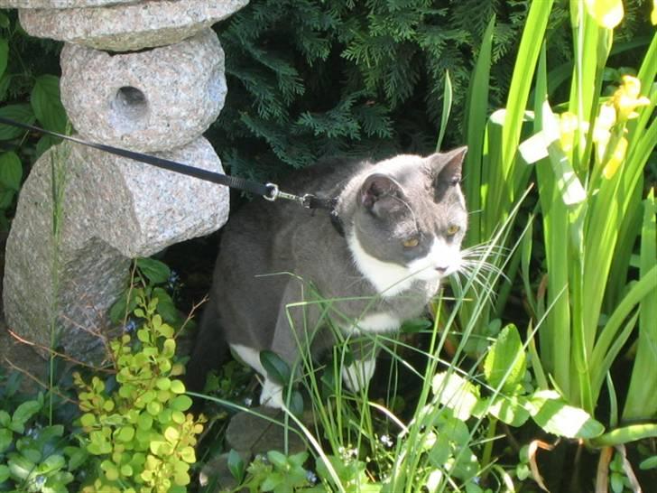 Blanding af racer Tarzan billede 1