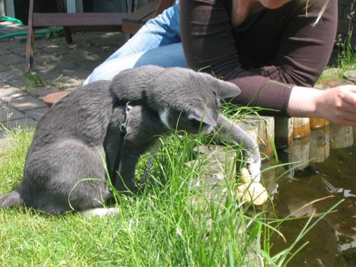 Blanding af racer Tarzan billede 2