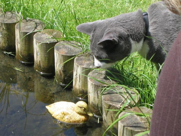 Blanding af racer Tarzan billede 3