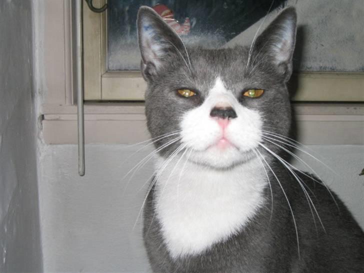 Blanding af racer Tarzan billede 4