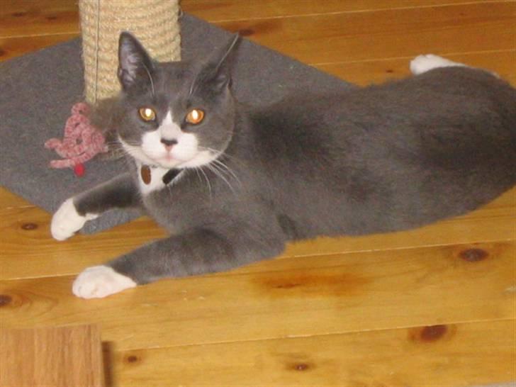 Blanding af racer Tarzan billede 5