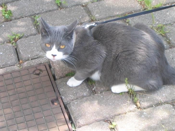 Blanding af racer Tarzan billede 6