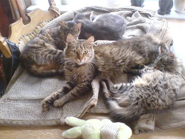 Blanding af racer Cirkeline - næsten hele familien samlet, vi mangler bare Daisy billede 16